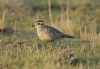 Dotterel at Gunners Park (Steve Arlow) (70711 bytes)